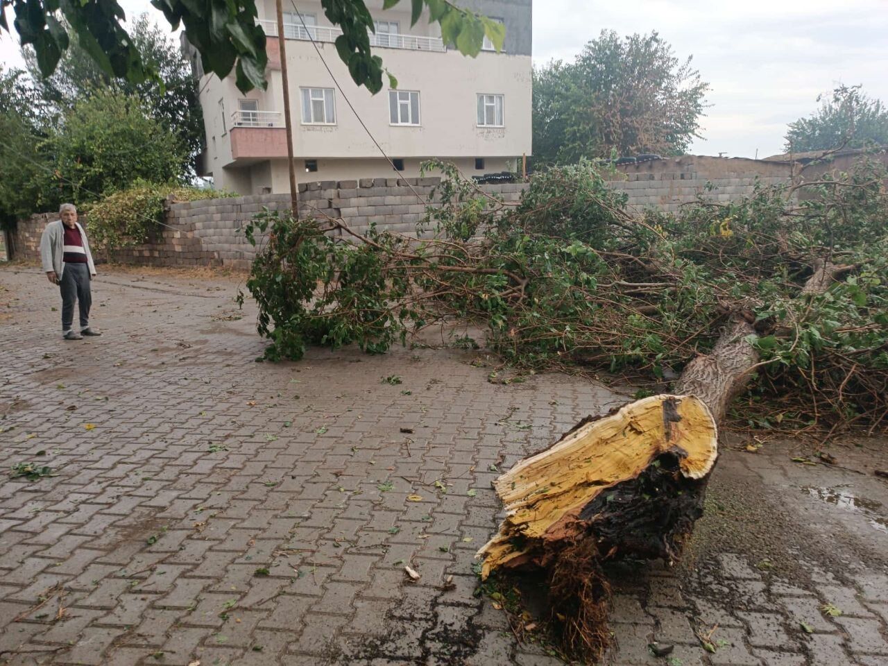 Devrilen Ağaç