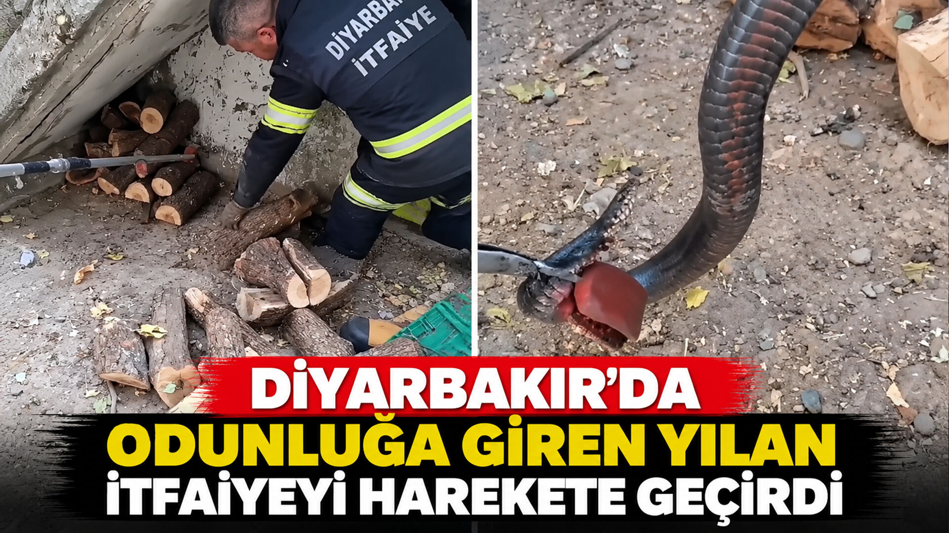Diyarbakır’da odunluğa giren yılan itfaiyeyi harekete geçirdi