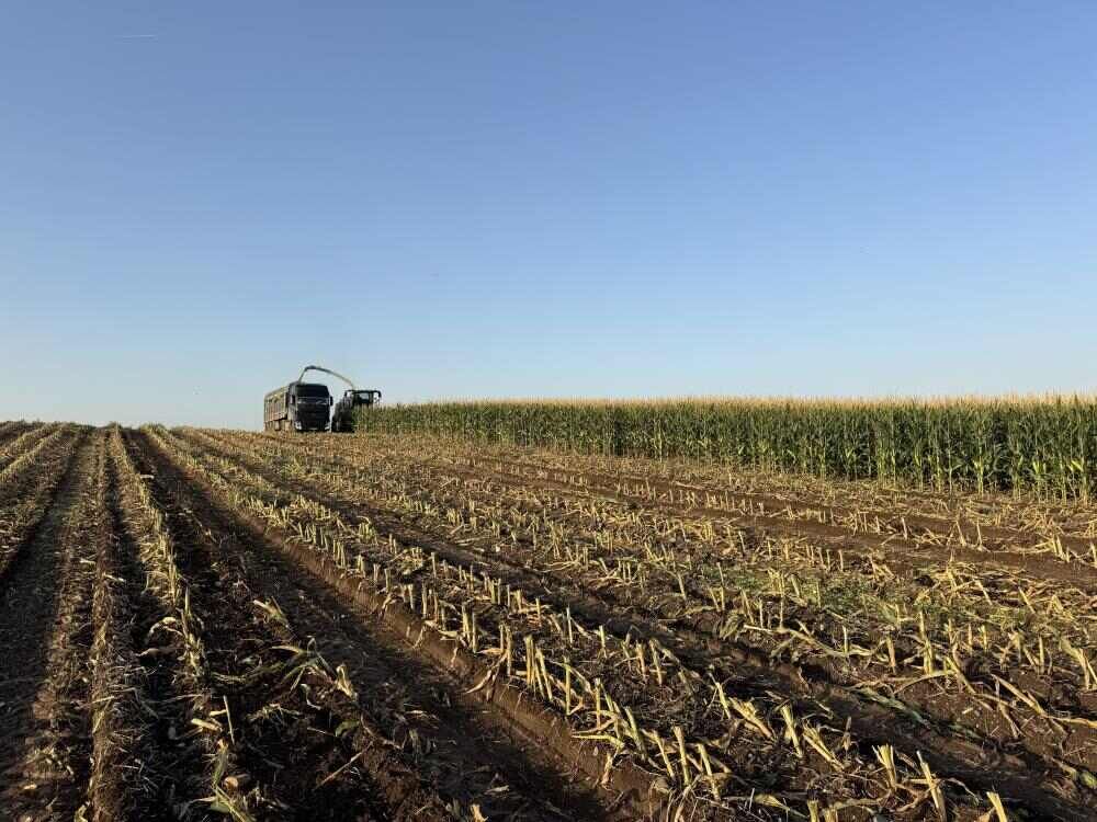 Diyarbakır’da Silajlık Mısır Hasadı Başladı Çiftçinin Yüzü Gülecek Mi (1)