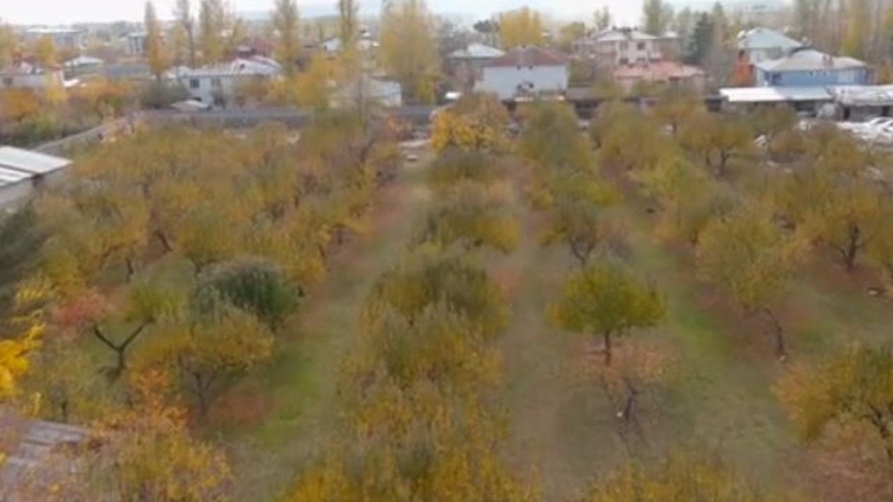 Erciş'te sonbahar renk cümbüşü: Altın sarısı ağaçlardan kartpostallık görüntüler...