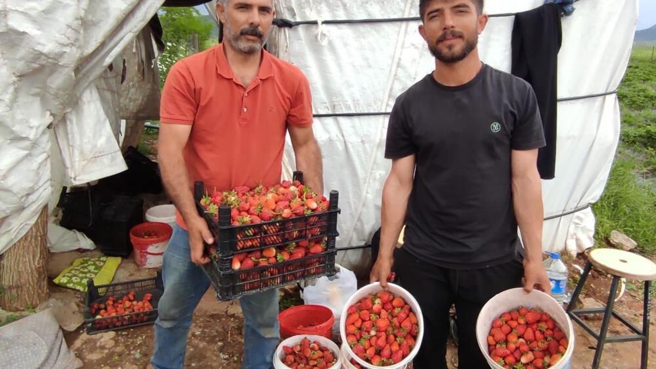 Çilek Üreticisi İsyanda: “Kazanan Aracılar Oluyor”