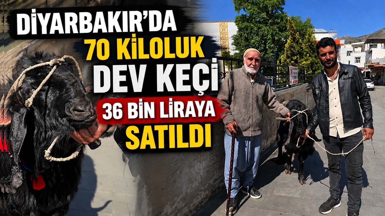 Diyarbakır'da 70 Kiloluk Dev Keçi 36 Bin Liraya Satıldı