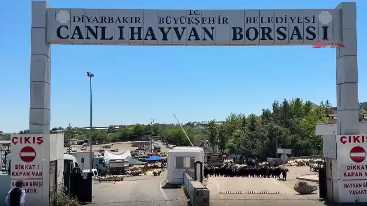 Kurbanlık Telaşı Başladı: Diyarbakır Hayvan Borsası’nda Pazarlıklar Kızıştı