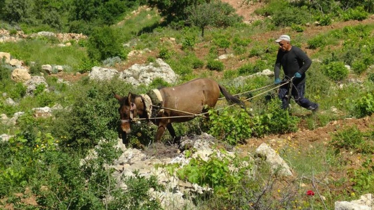 Dik yamaçlarda Asırlık Tarım Yöntemi Hayat Buluyor