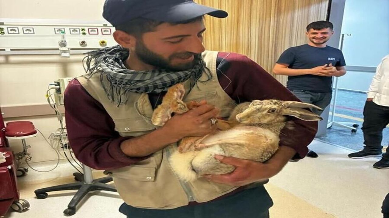 Diyarbakır'da Bulunan Hamile Tavşan Hastane Bahçesinde Tedav