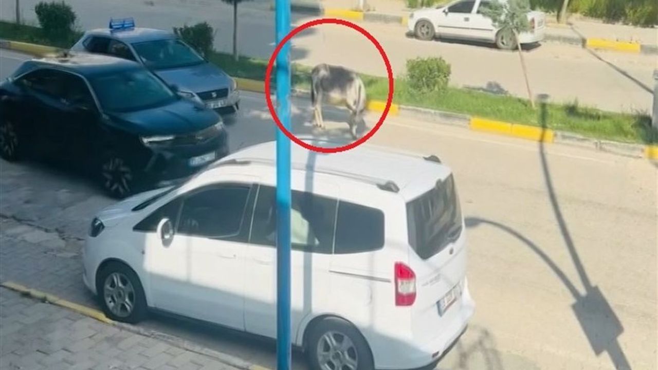 Diyarbakır'da Kara Yoluna Çıkan Eşek Sürücülere Zor Anlar Yaşattı