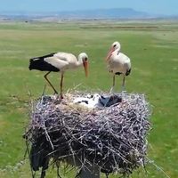 Güncel