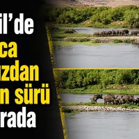 Yaşam