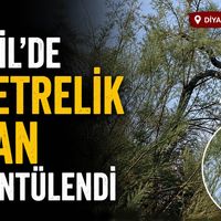 Yaşam