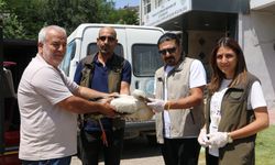 Mahalle Sakinleri Tarafından Bulunan Yaralı Leylek Tedavi Altına Alındı