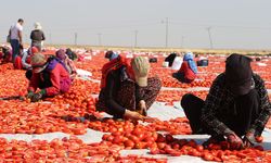 Pizzanın vazgeçilmezi kuru domates Diyarbakır’dan Avrupa’ya gidiyor