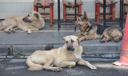 Başıboş Köpeklerin Kurbanlarına Tazminat Yolu Açıldı