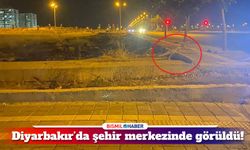 Diyarbakır’da aç kalan tilki şehir merkezine geldi