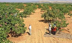 Adıyaman'da Antep Fıstığı Hasadına Başlandı