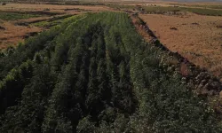 Bamya Tarlasında Kenevir Bitkileri Bulundu, Şüpheli Tutuklandı