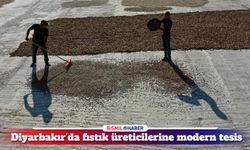 Diyarbakır’da fıstık üreticileri modern işleme tesisiyle rahat nefes aldı