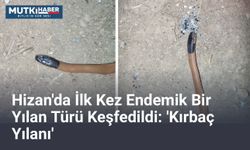 Hizan'da İlk Kez Endemik Bir Yılan Türü Keşfedildi: 'Kırbaç Yılanı'