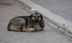 Mardin'de Köpek Problemi: Belediyenin Çözümsüzlüğü Vatandaşları Endişelendiriyor