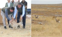 Şanlıurfa'da Yetiştirilen 20 Ceylan, Doğal Yalama Bırakıldı