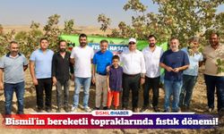 Bismil'de fıstık hasadı başladı