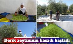 Mardin’de zeytin hasadı başladı, rekolte beklentisi yüksek