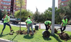 Diyarbakır’a 250 yeni ağaç dikildi