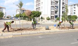 Diyarbakır'ın o caddesi yeşillendi