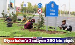 Diyarbakır kışlık mevsimlik çiçeklerle süslenmeye başladı