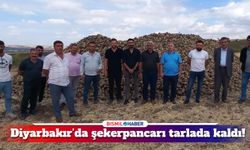 Diyarbakır’da şekerpancarı üreticileri hasadı bıraktı!