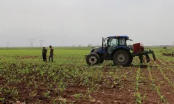 Tarımsal destek ödemesi hesaplara yatırılıyor