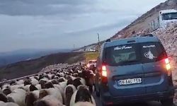 Koyun sürüsü yolu trafiğe kapattı!