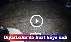 Diyarbakır’da köye inen kurt kameraya yakalandı