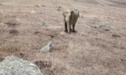 Ardahan'da fil görüldüğüne ilişkin valilikten açıklama!