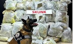 Şanlıurfa'da 21 kilo skunk ele geçirildi