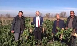 Doğu bölgesinde şeker pancarı üretimi yeniden artıyor