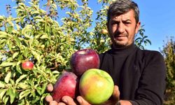 Bitlis Ahlat'ta Yeni Tarım Vizyonu: Kapama Elma Bahçeleri ve Bölgesel Kalkınma