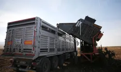 Muş ve Bitlis'te 147 bin dönüm pancarın tatlı yolculuğu: Tarladan şekere!