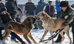 Köpek Dövüştürenlere Operasyon: 37 Kişiye Ceza Yağdı