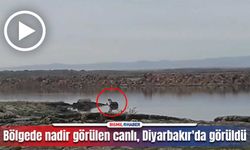 Bölgede nadir görülen canlı, Diyarbakır'da görüldü