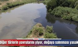 Diyarbakır’da bulundu, nesilleri istila ediyor!