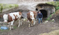 Havaların ısınması besicileri sevindirdi