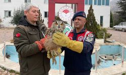 Yaralı halde bulunan Kulaklı Orman Baykuşu tedavi altına alındı