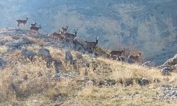 Tunceli'de koruma altındaki yaban keçileri şehre indi