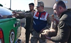 Yol kenarında görülen yavru aslan bitkin halde bulundu