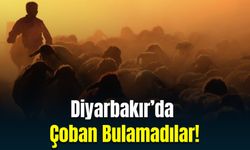 Diyarbakır’da Çoban Bulamadılar!