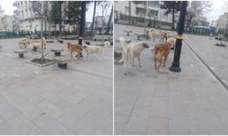 Bismil’de sayıları çok fazla: Başıboş köpek sorunu nasıl çözülecek?