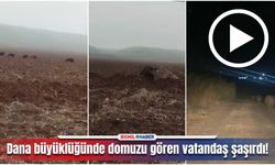 Bismil’de vatandaş, domuz sürüsüyle burun buruna geldi