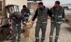 Diyarbakır’da işçilerin halayına köpek de katıldı