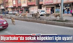 Diyarbakır’da sokak köpekleri için uyarı!