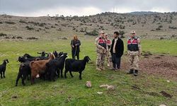 Kaybolan küçükbaş hayvanları jandarma buldu